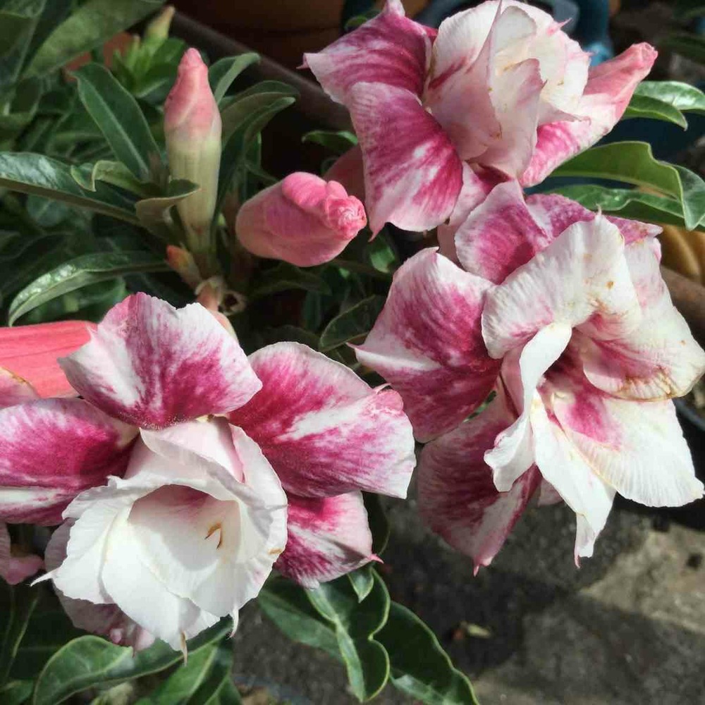 Adenium obesum cv.muang prasertsri couleur floraison:blanc et rose - caudex d'environ 300g 20/25cm