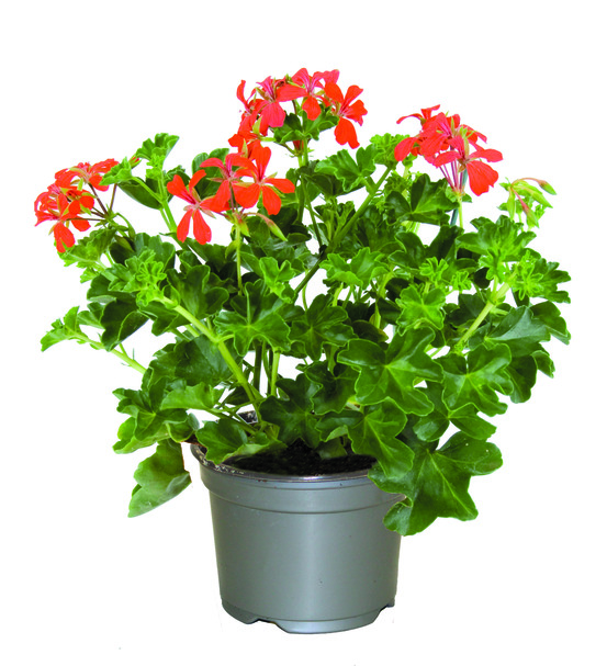 Geranium lierre simple pot 10,5 cm