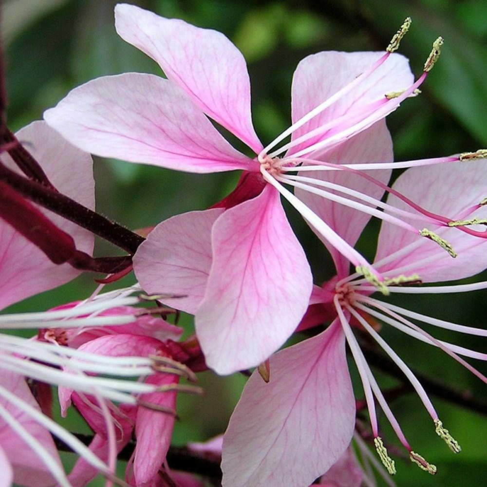Gaura rose compact pot de 3l - 20/40 cm