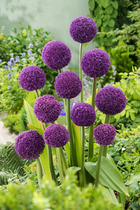Allium ambassador - bulbes à fleurs x6 - violet / sphériques - 150 cm de haut