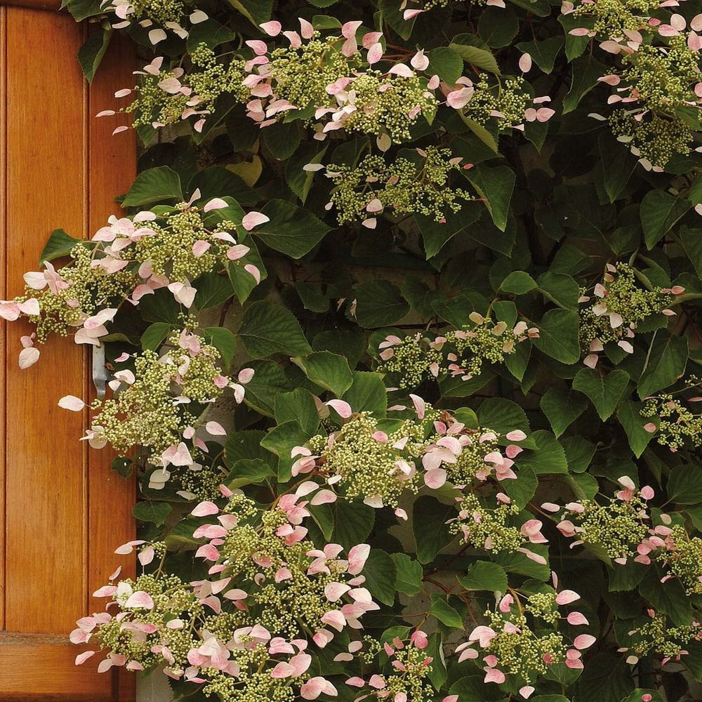 Schizophragma hydrangeoïdes 'rosea' pot de 6l/7l