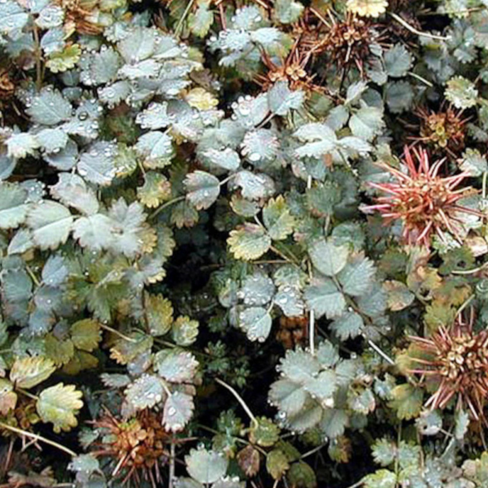 Lampourde de magellan, acaena buchananii lot de 5 godets