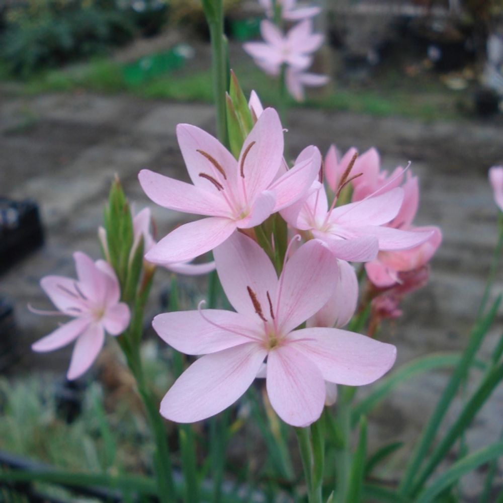 Lis des cafres 'mrs heagarty' pot de 2l/3l