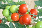 Plant de tomate ronde en grappe grappe premio f1  pot 0,5 l