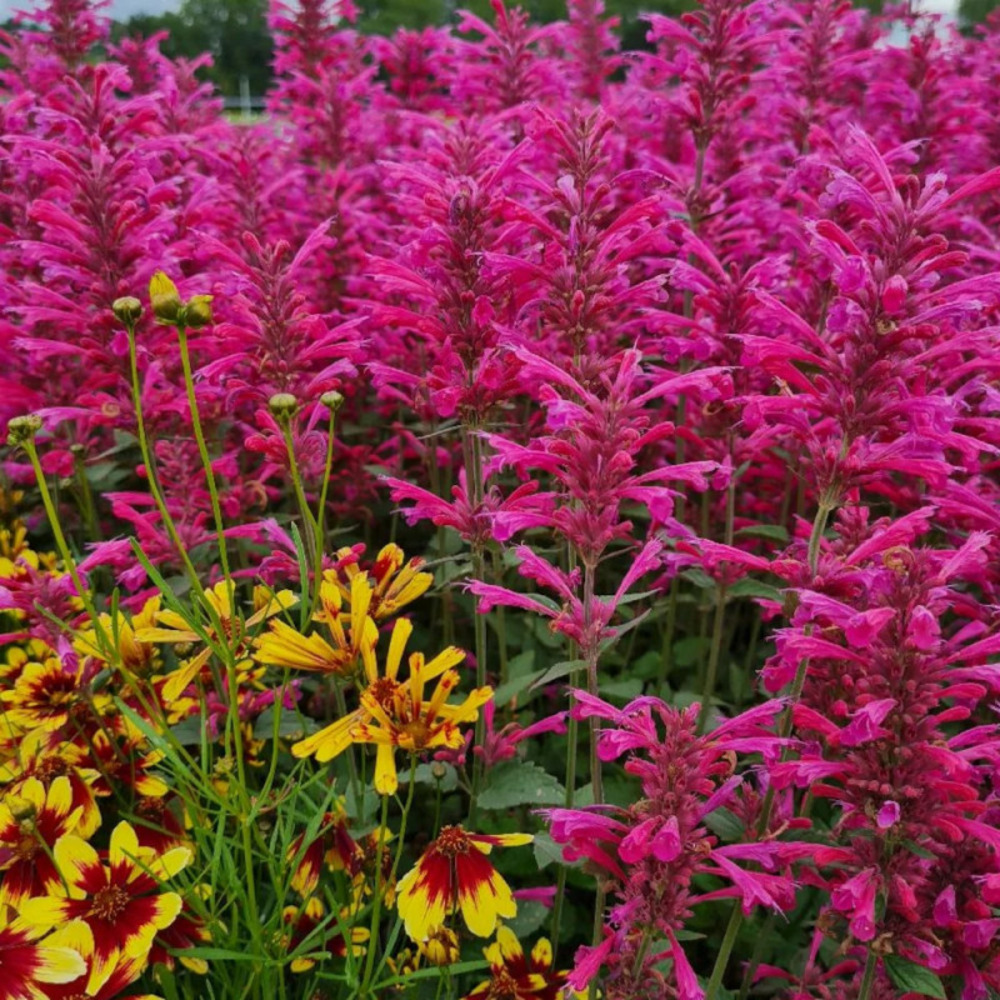 Agastache morello godet - 5/20 cm
