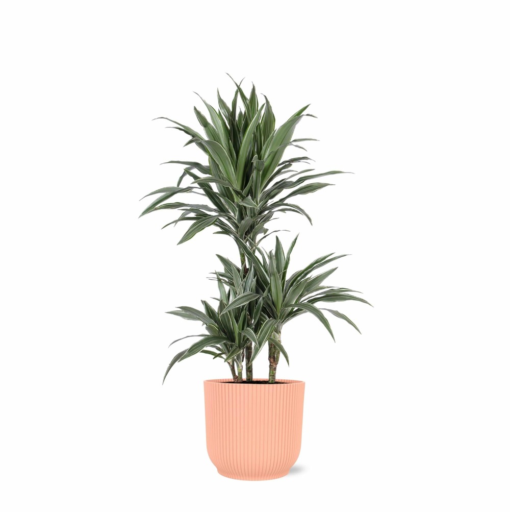 Dracaena warneckii et son pot relief rose - hauteur 65cm