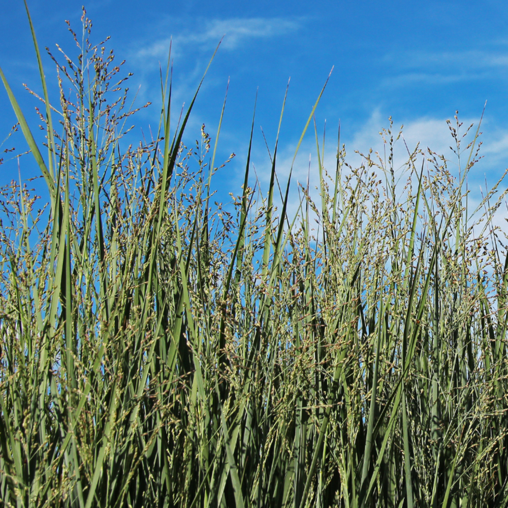 Panic érigé prairie sky - panicum virgatum prairie sky 80/100 cm pot 3l