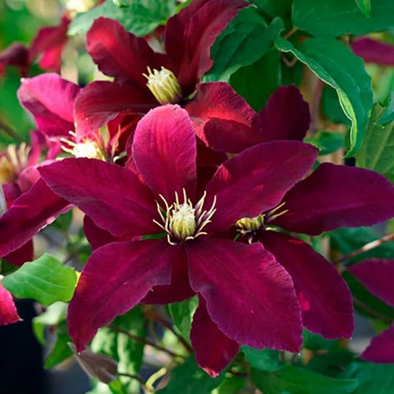 Clématite 'niobe' - clematis 1,5l - 40/60cm