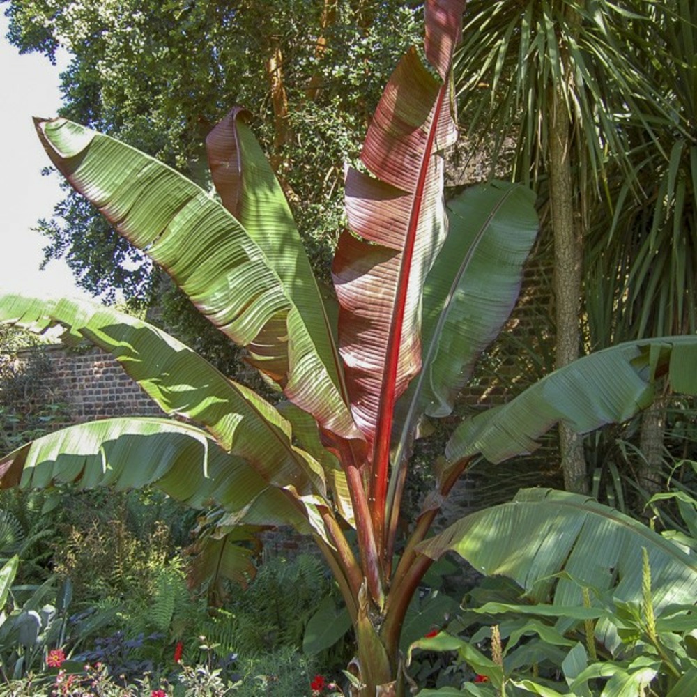 Bananier d'abyssinie 'maurelii' pot de 2l/3l