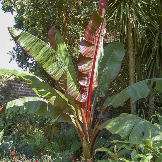 Bananier d'abyssinie 'maurelii' pot de 2l/3l