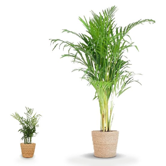 Duo palmiers prêts à poser — areca palm (dypsis) & chamaedorea elegans