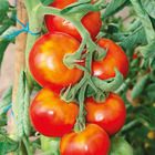Plant de tomate ronde montfavet f1  pot 0,5 l