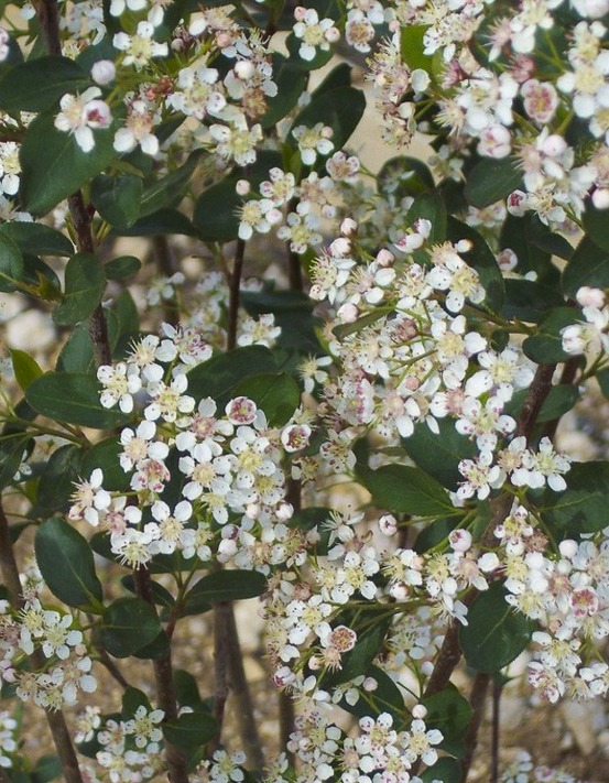 Aronie à fruits noirs 'autumn magic' pot de 2l/3l