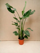 Plante d'intérieur - strelitzia nicolai 160cm