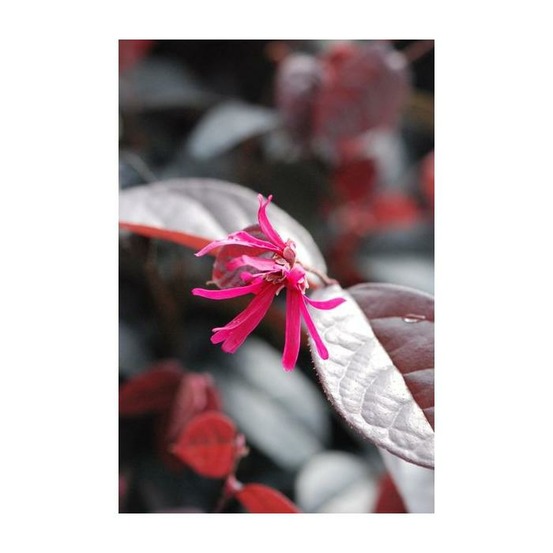 Loropetalum 'pipa's red' - en pot de 3 litres