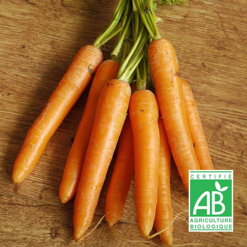 Graines de carotte nantaise améliorée 3 - sans traitement - vilmorin sachet