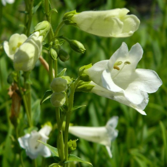 Galane 'pensham wedding day' godet de 8/9 cm
