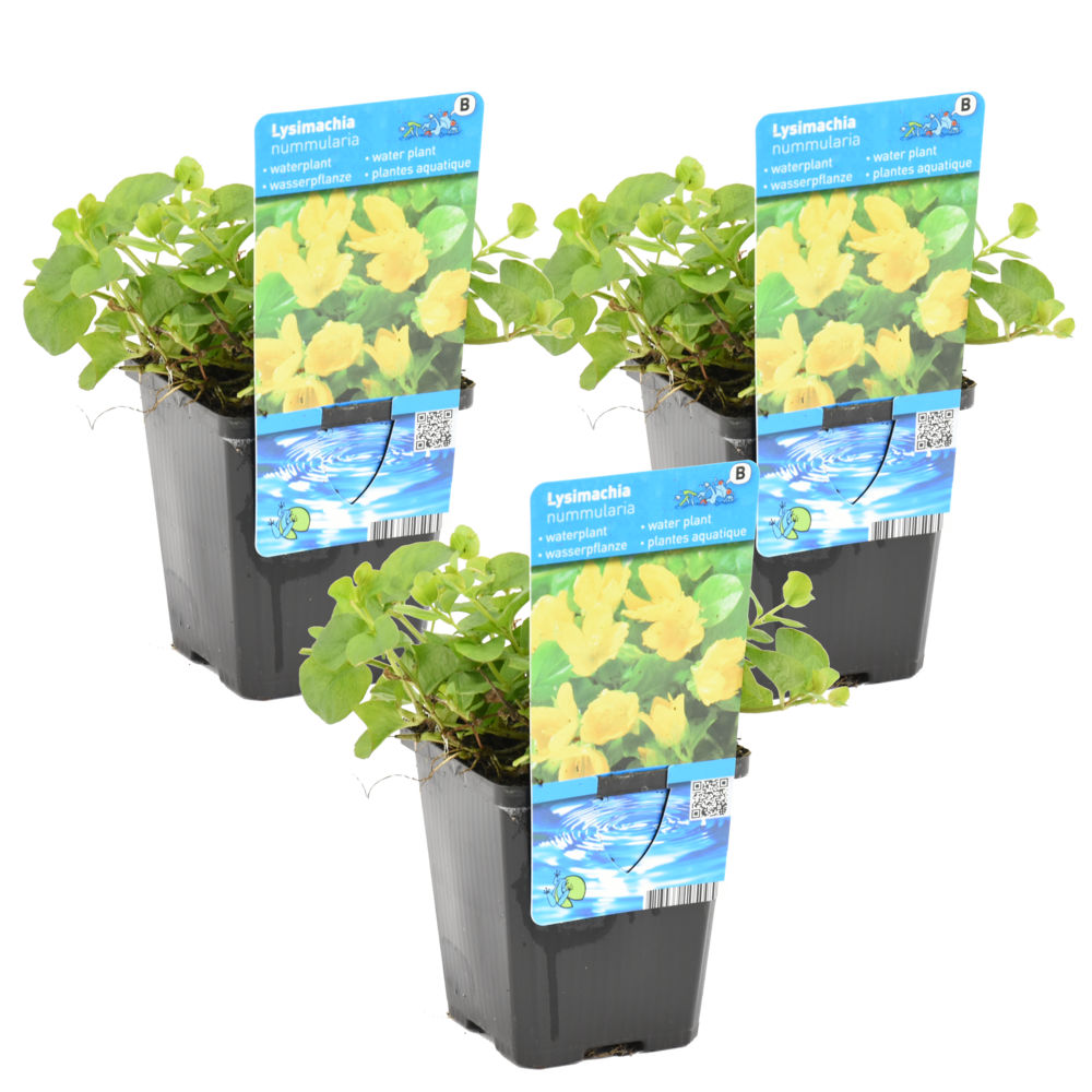 Lot de 3 - lysimachia nummularia - herbe aux écus - plantes de bassin - 10-20 cm de haut - pot 9 cm