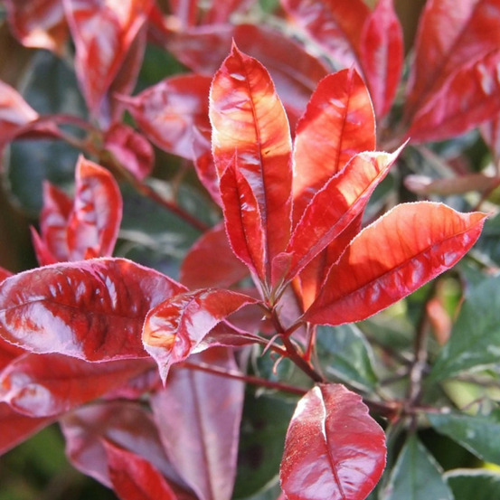 Photinia camilvy pot de 7,5l - tigette