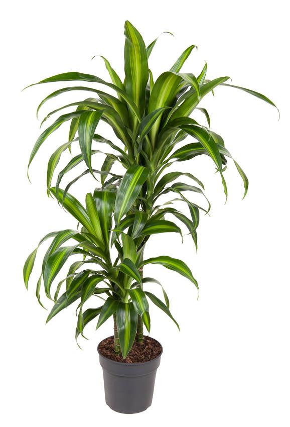 Plante d'intérieur - dracaena 'hawaiiana' 90.0cm