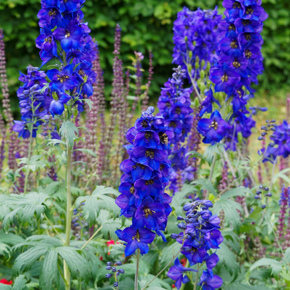 Delphinium belladones bellamosum - le pot / ø 9cm