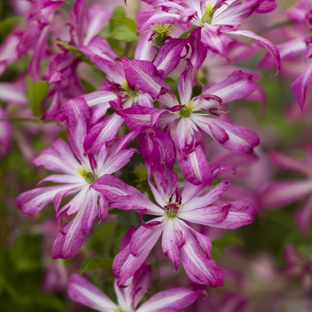 Clématite viticella glorious® surprise 'zo24010' pot de 2l - tuteur bambou 60/90 cm