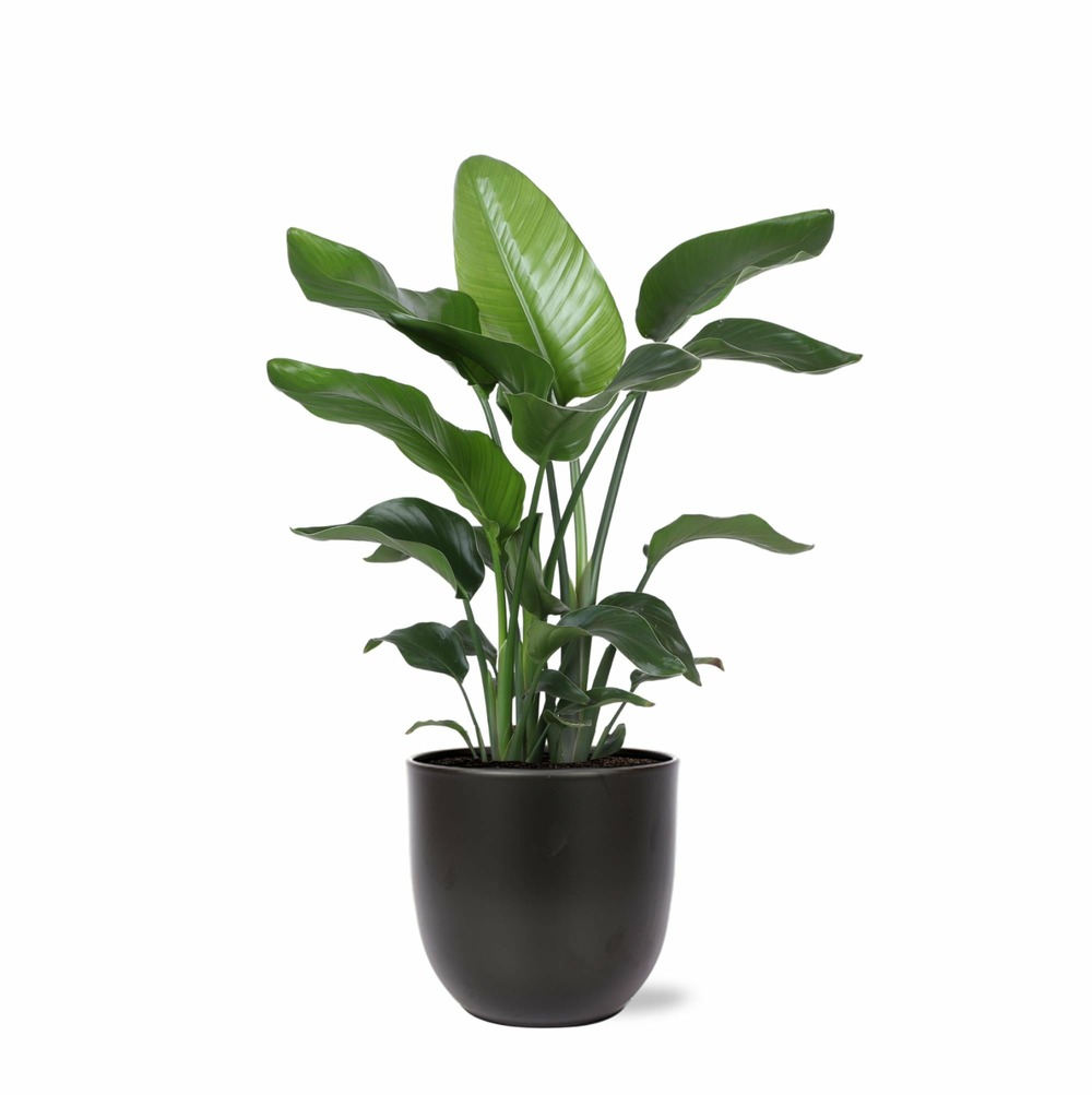 Strelitzia nicolai et son pot noir - hauteur 80cm