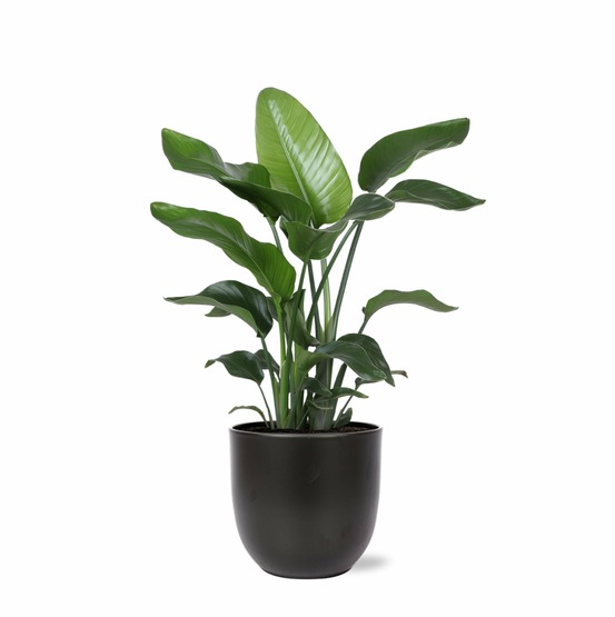 Strelitzia nicolai et son pot noir - hauteur 80cm