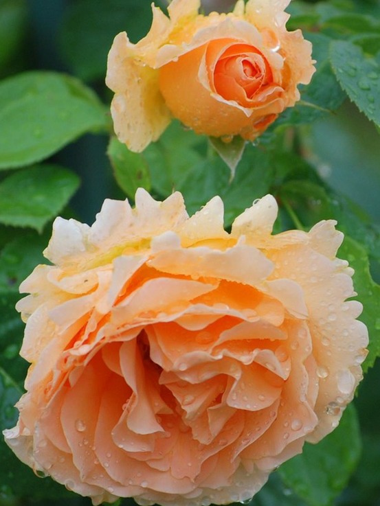 Rosier grimpant 'polka' pot de 4l/5l