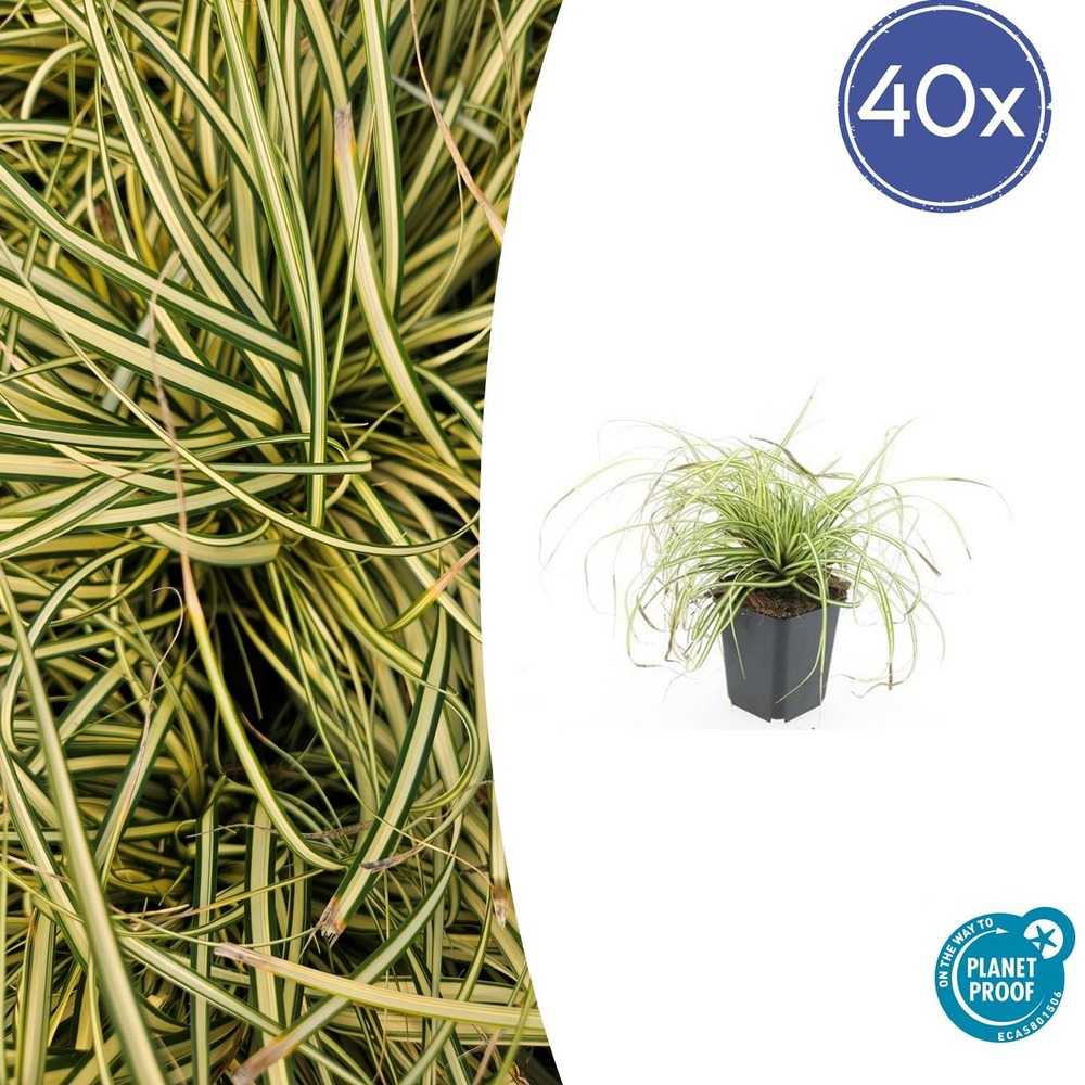 Carex laîche oshim. 'evergold' x40 – entre 2,5 et 3,33m2