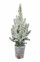 Petit sapin de noël à replanter avec neige + pot décoratif, le pot / ø 13cm / hauteur livrée 50-60cm