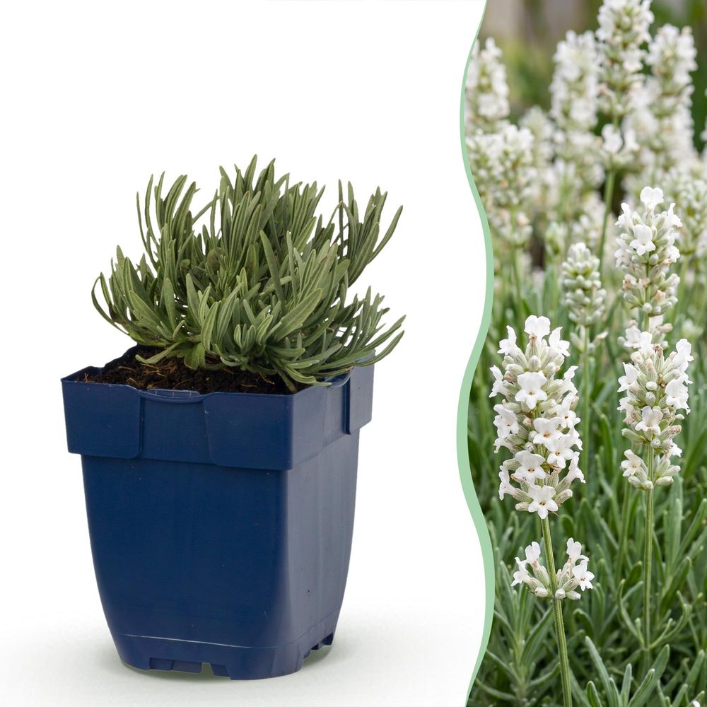 Lavande 'edelweiss' - pot 11 cm - hauteur 25 cm