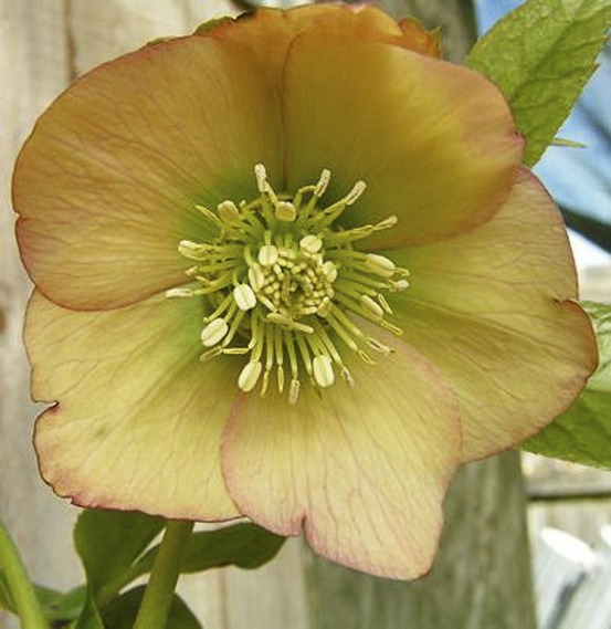 Hellébore orientale 'apricot' pot de 2l/3l