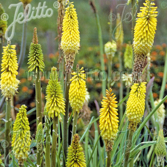 Kniphofia, tison de satan citrina lot de 9 godets