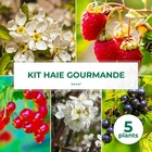 Kit haie gourmande - 5 jeunes plants - 5 jeunes plants : taille 20/40cm