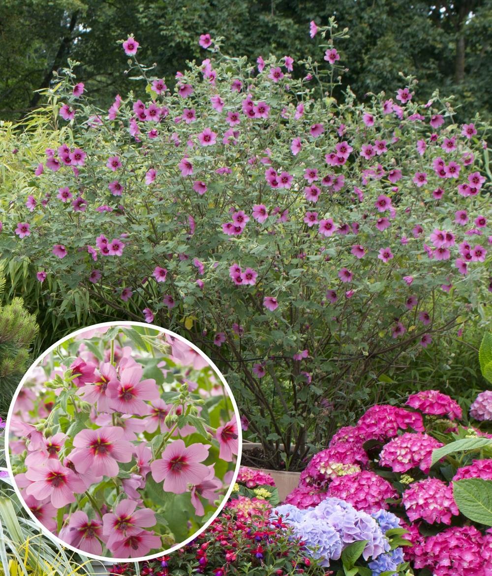 Anisodontea - le godet