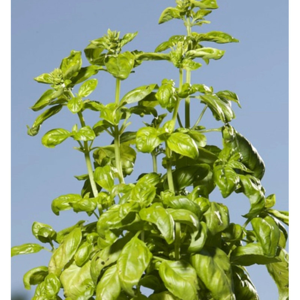 Basilic everleaf tower - prêt à consommer pot de 1,5l - 10/20 cm