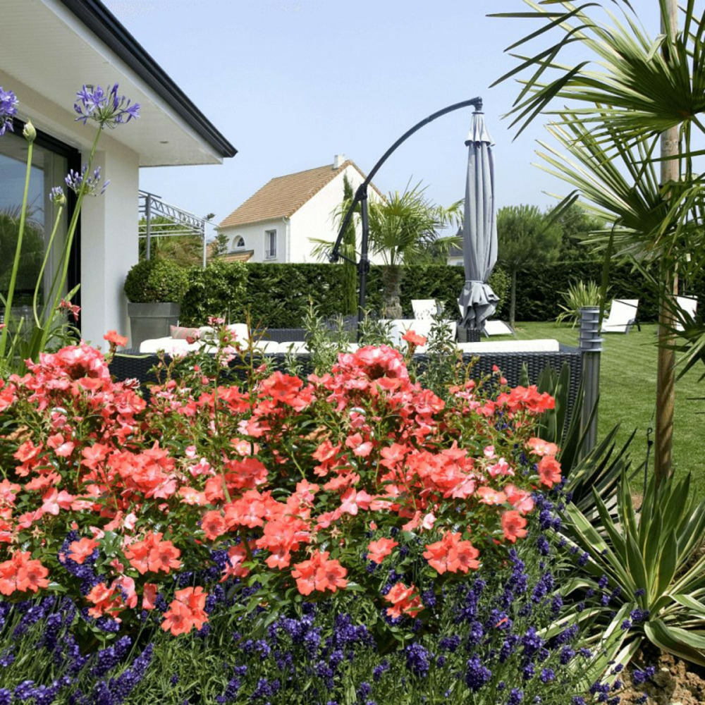 Rosier arbustif decorosier® isalia® 'noat1804' pot de 5l - 40/60 cm