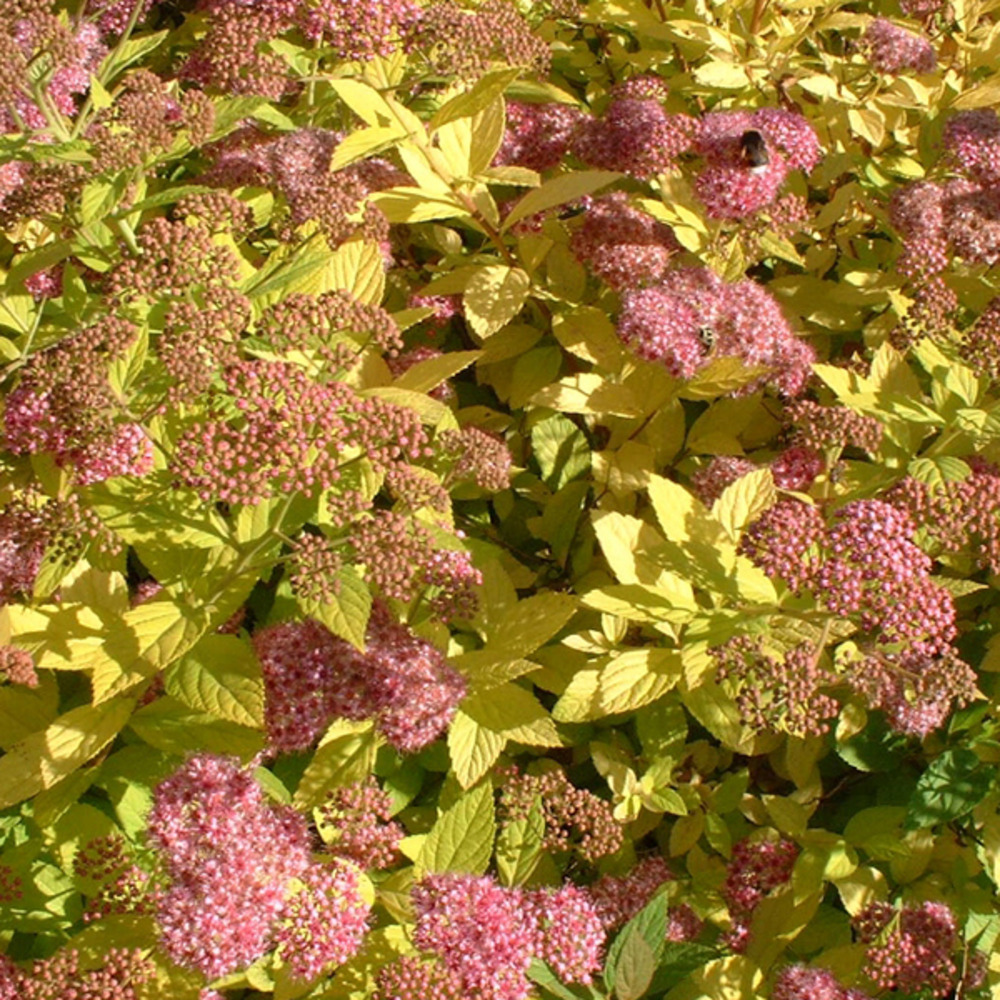 Spirée japonaise 'goldflame' - spiraea japonica 'goldflame' - 40-50 cm pot