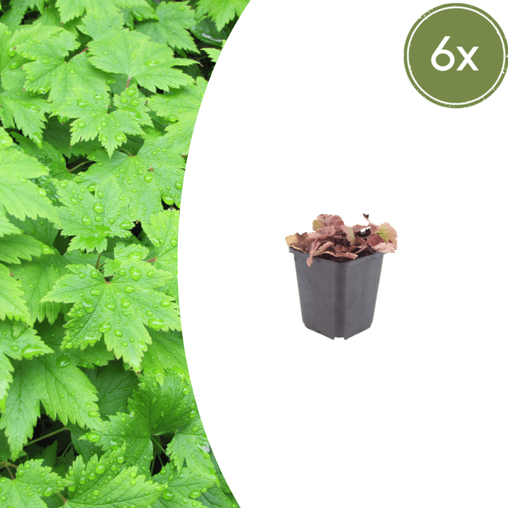 Lot de 24 - fleur de mousse (tiarella cordifolia) 'cordifolia'