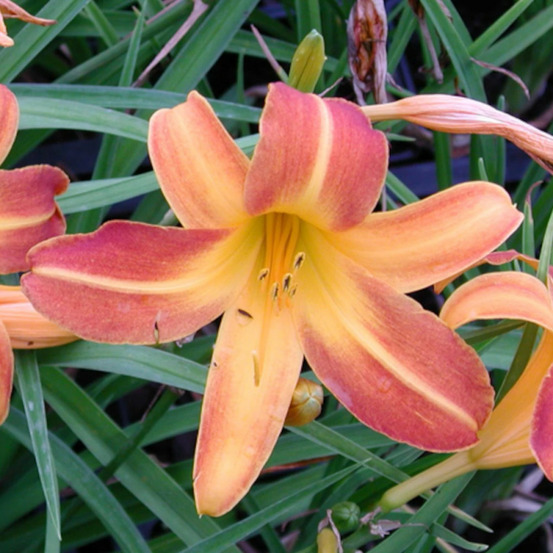 Hémérocalle windsor tan lot de 9 godets