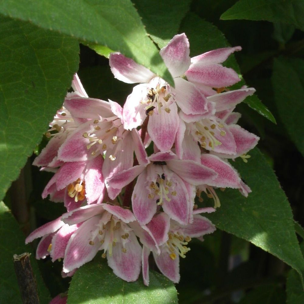 Deutzie mont rose, deutzia godet - 5/20 cm