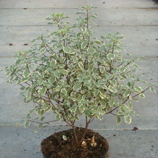 Pittosporum à petites feuilles 'variegatum' pot de 7,5l/10l