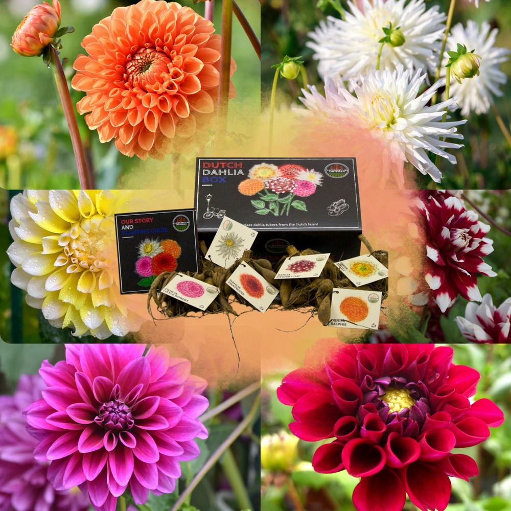 Dahlia bulbes - coffret large de luxe, lot de 6 dahlias hollandais