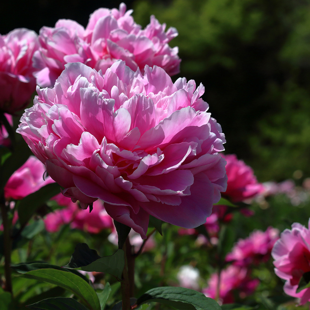 Pivoine de chine 'jacorma' pot de 3l/4l