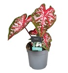 Caladium carolyn whorton - plante d'intérieur tropicale - pot 13cm - hauteur 25-40cm
