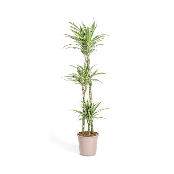 Dracaena deremensis white stripe ø24cm - ↕130 - 150cm - plantes d'intérieur