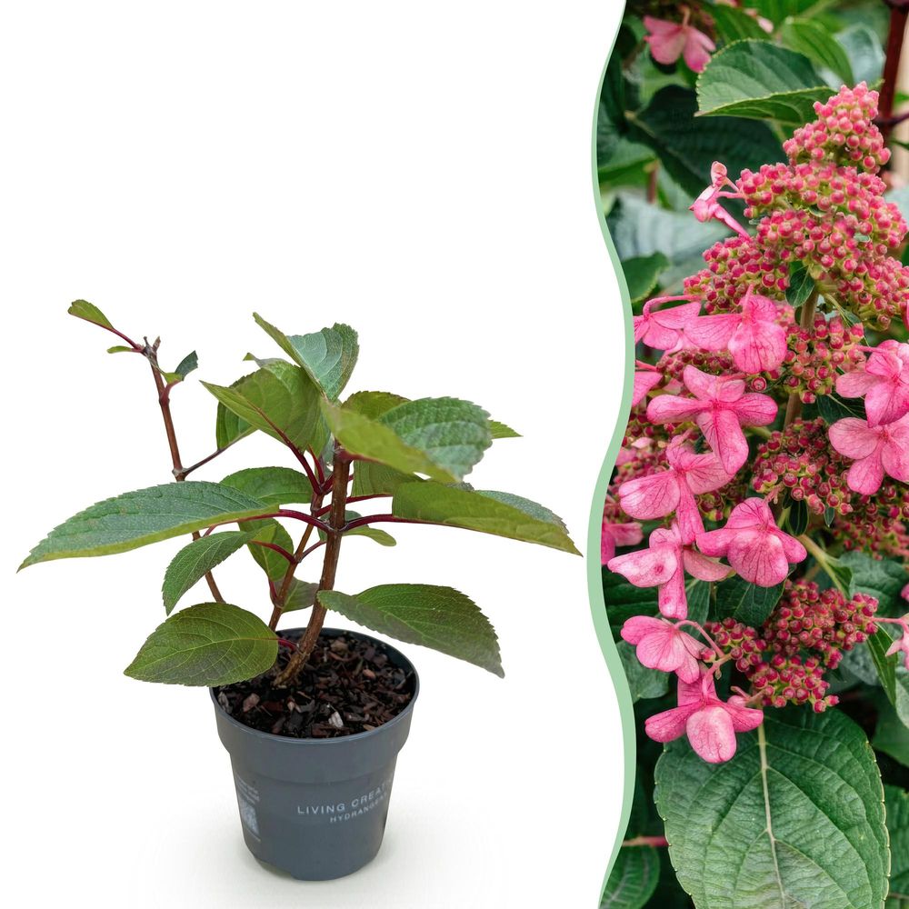 Hortensia paniculé 'living infinity' - pot 12 cm - hauteur 30 cm