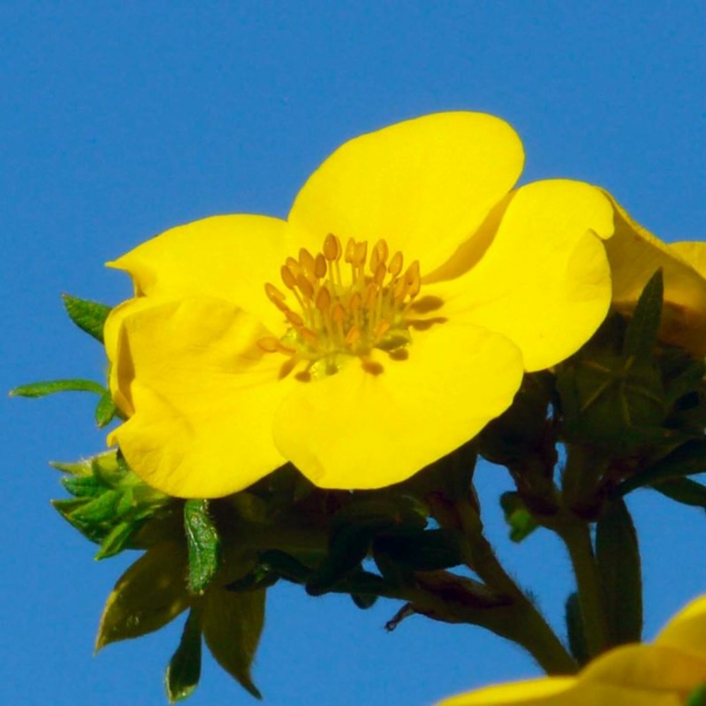 Potentille arbustive 'goldfinger' (potentilla fruticosa 'goldfinger')