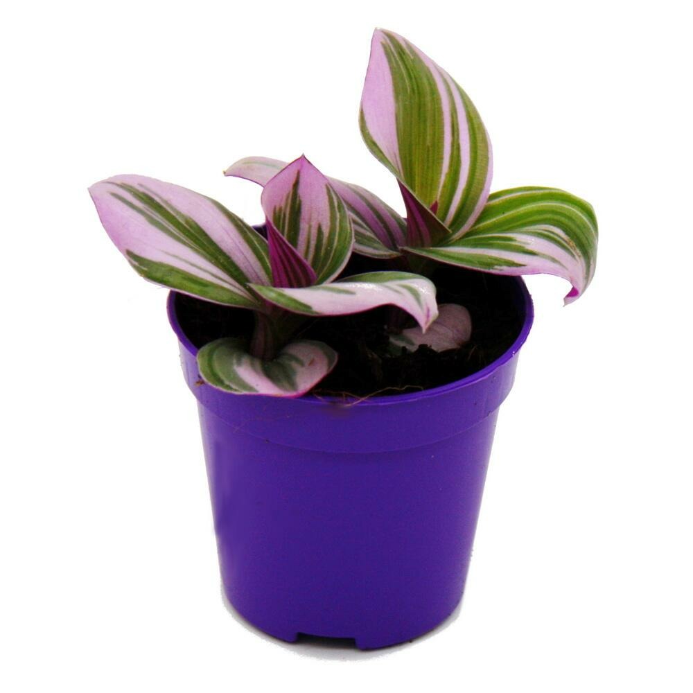 Mini plante - fleur de trois mâts - tradescantia nanouk - plante d'intérieur suspendue facile à entretenir - pot de 5,5cm